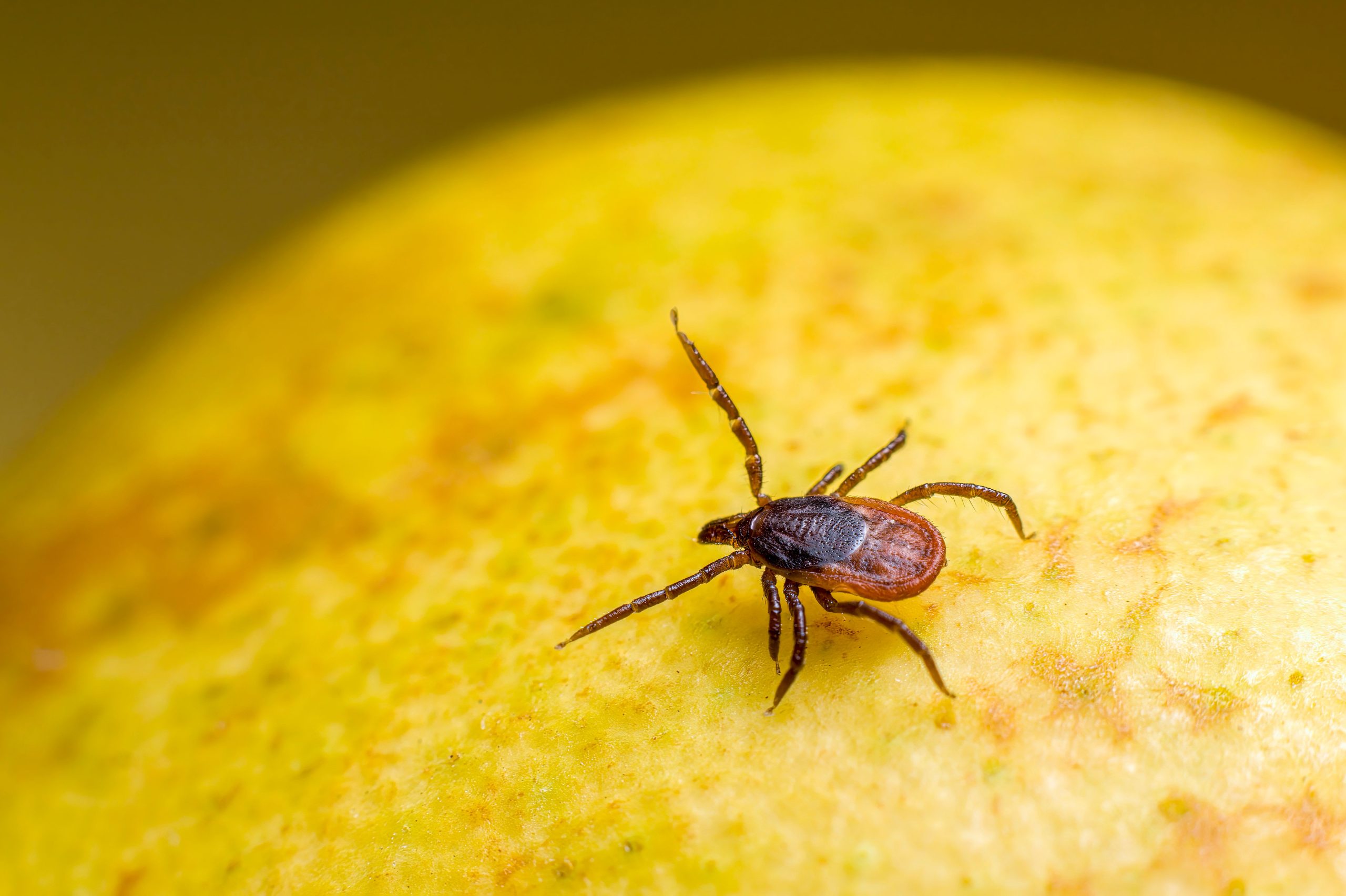 Acarien macro sur surface fruit jaune