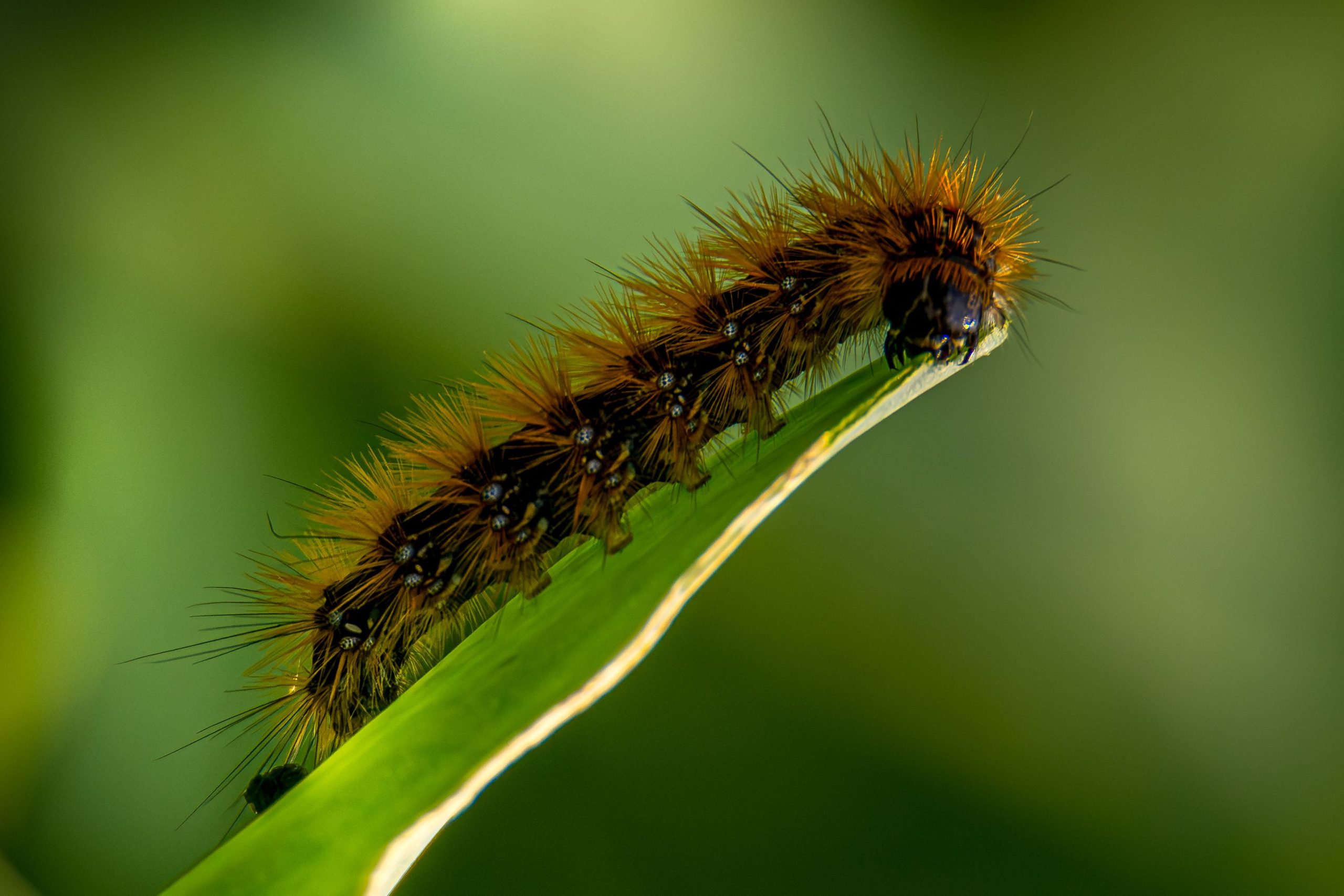 Chenille velue sur sa feuille naturelle