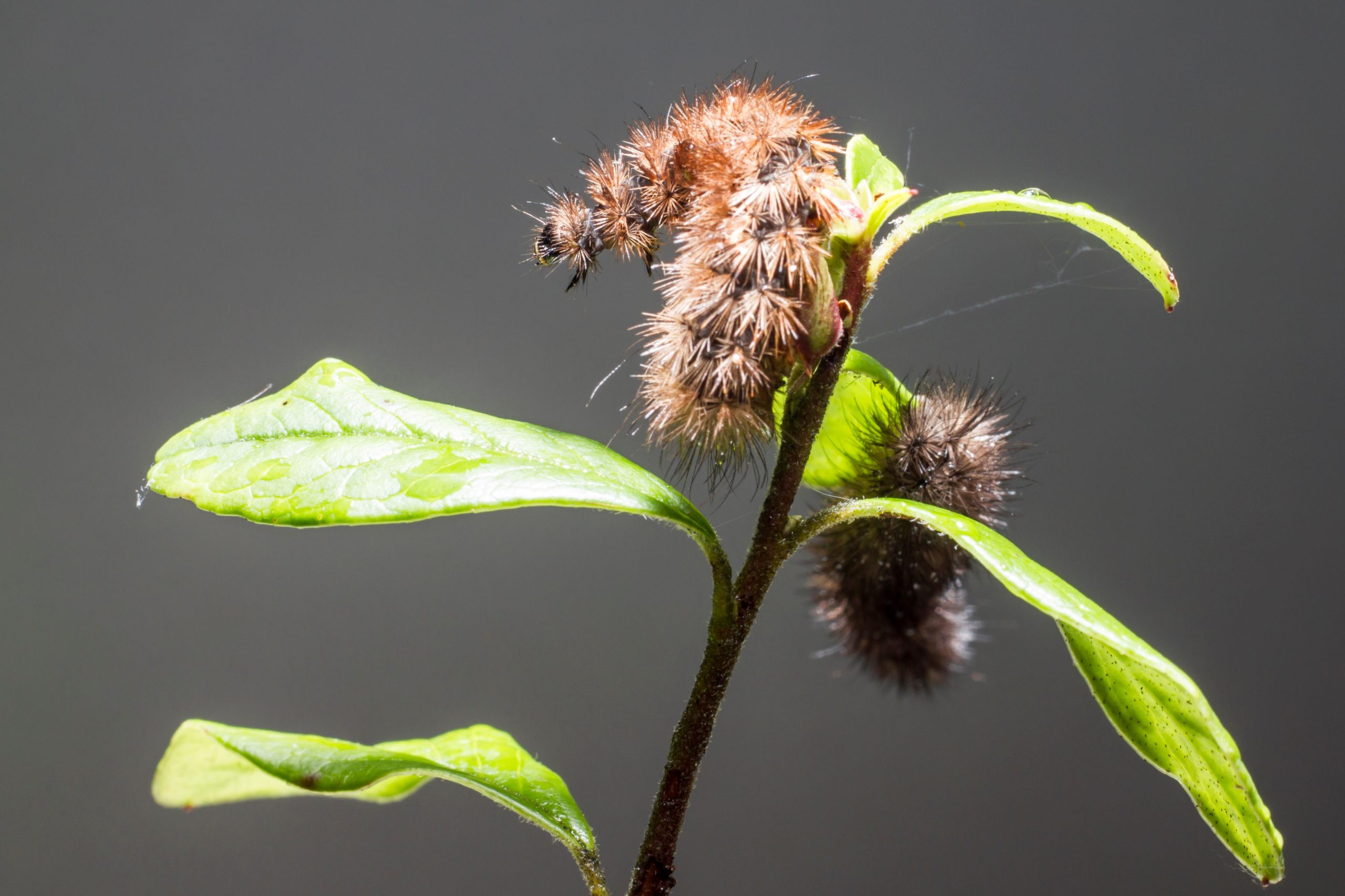 Chenille velue gros plan sur feuille