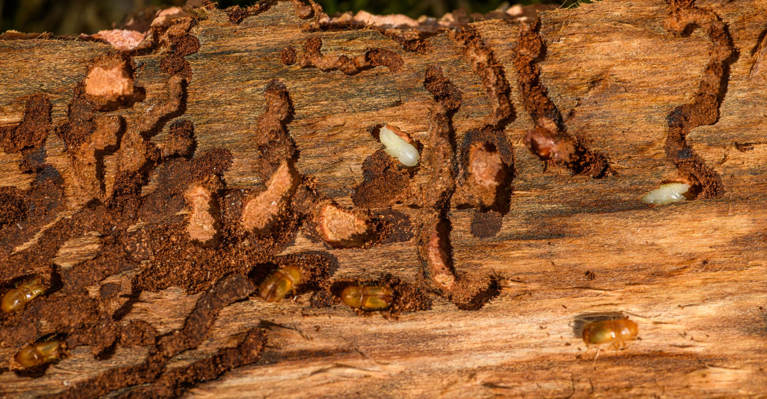 Infestation vrillettes écorce arbre détail