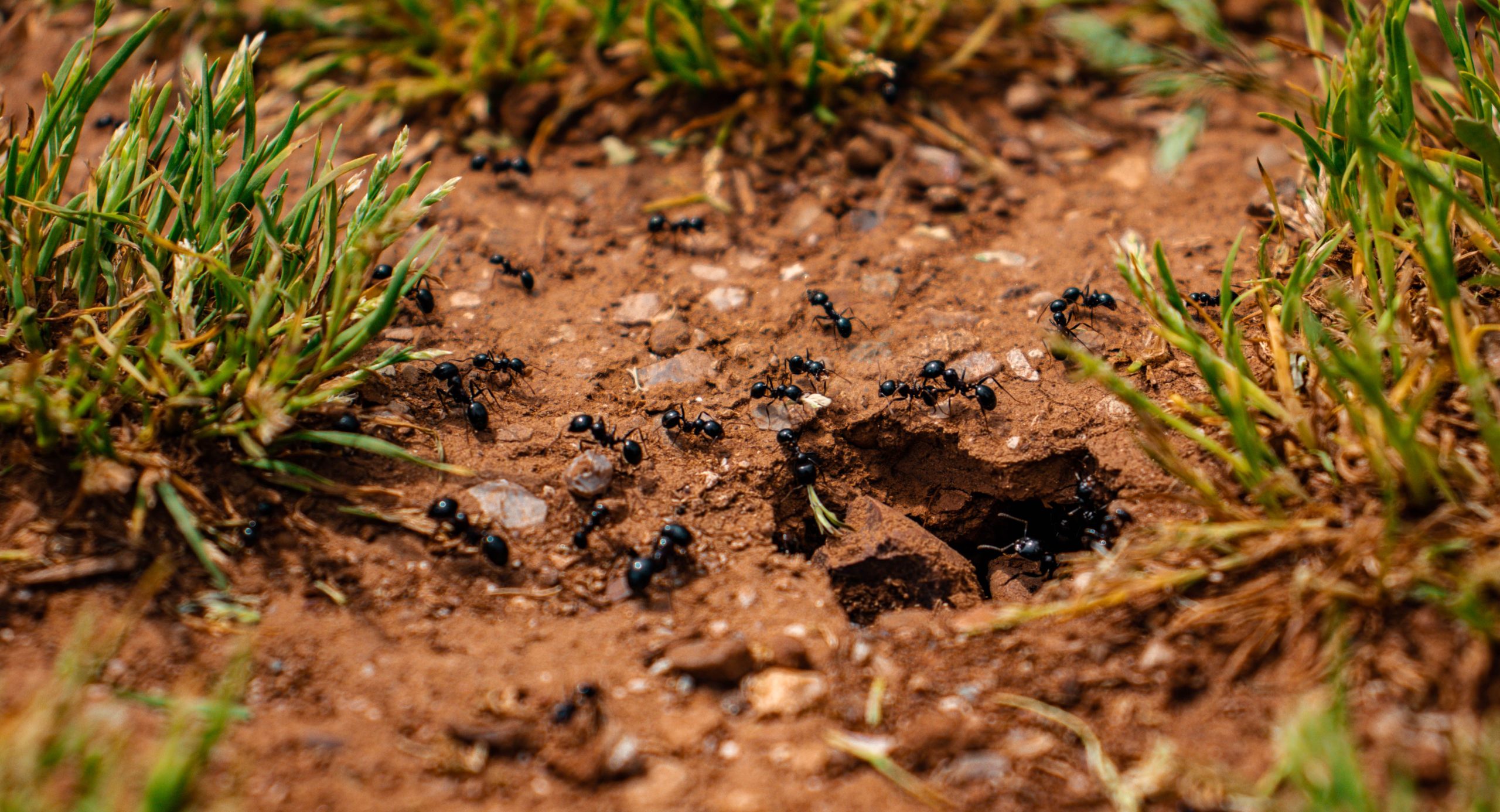 Activité fourmis terre herbe macro