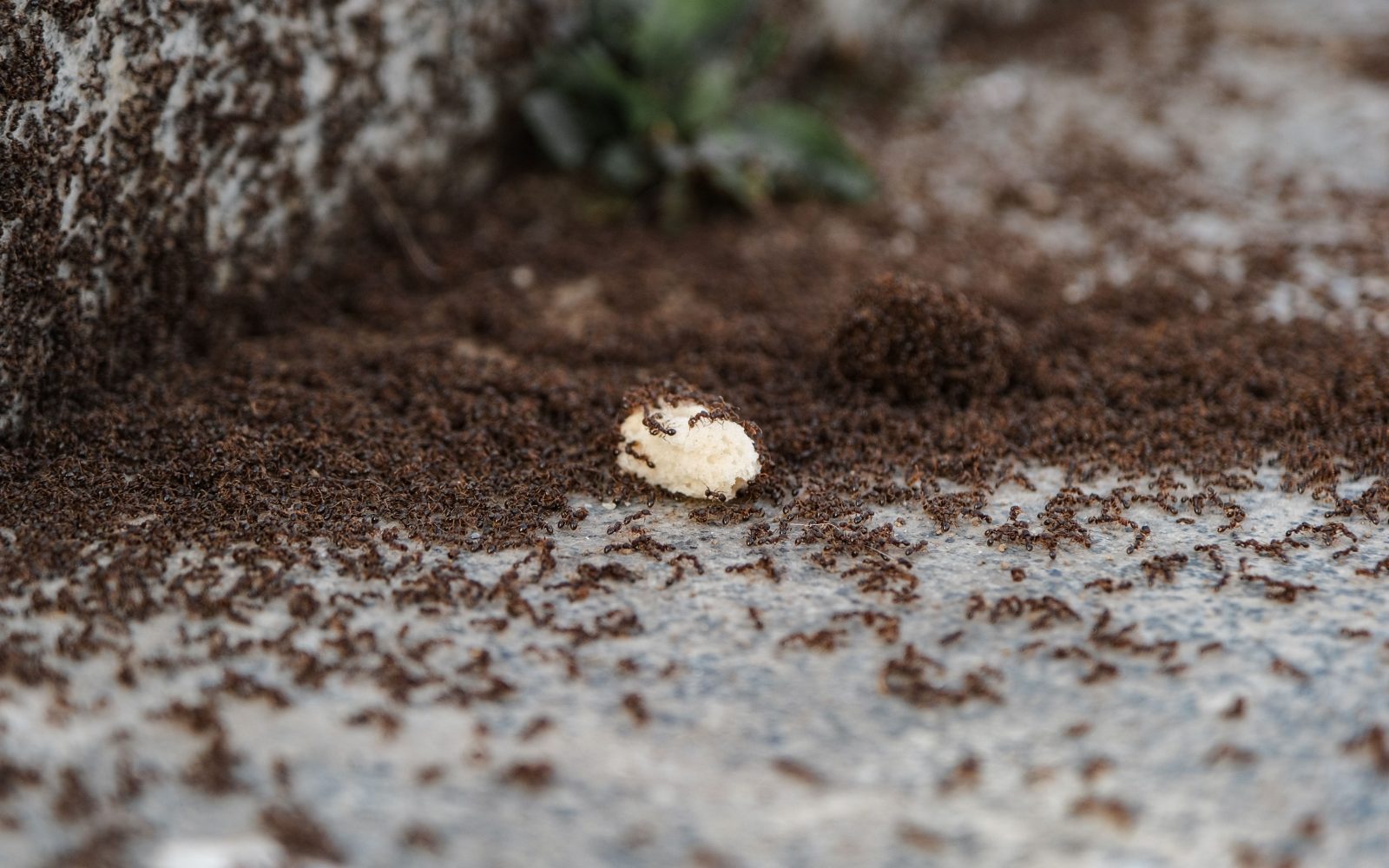 Comment éliminer les fourmis de la maison durablement ?