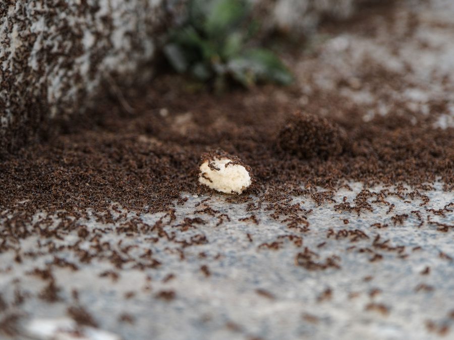 Comment éliminer les fourmis de la maison durablement ?