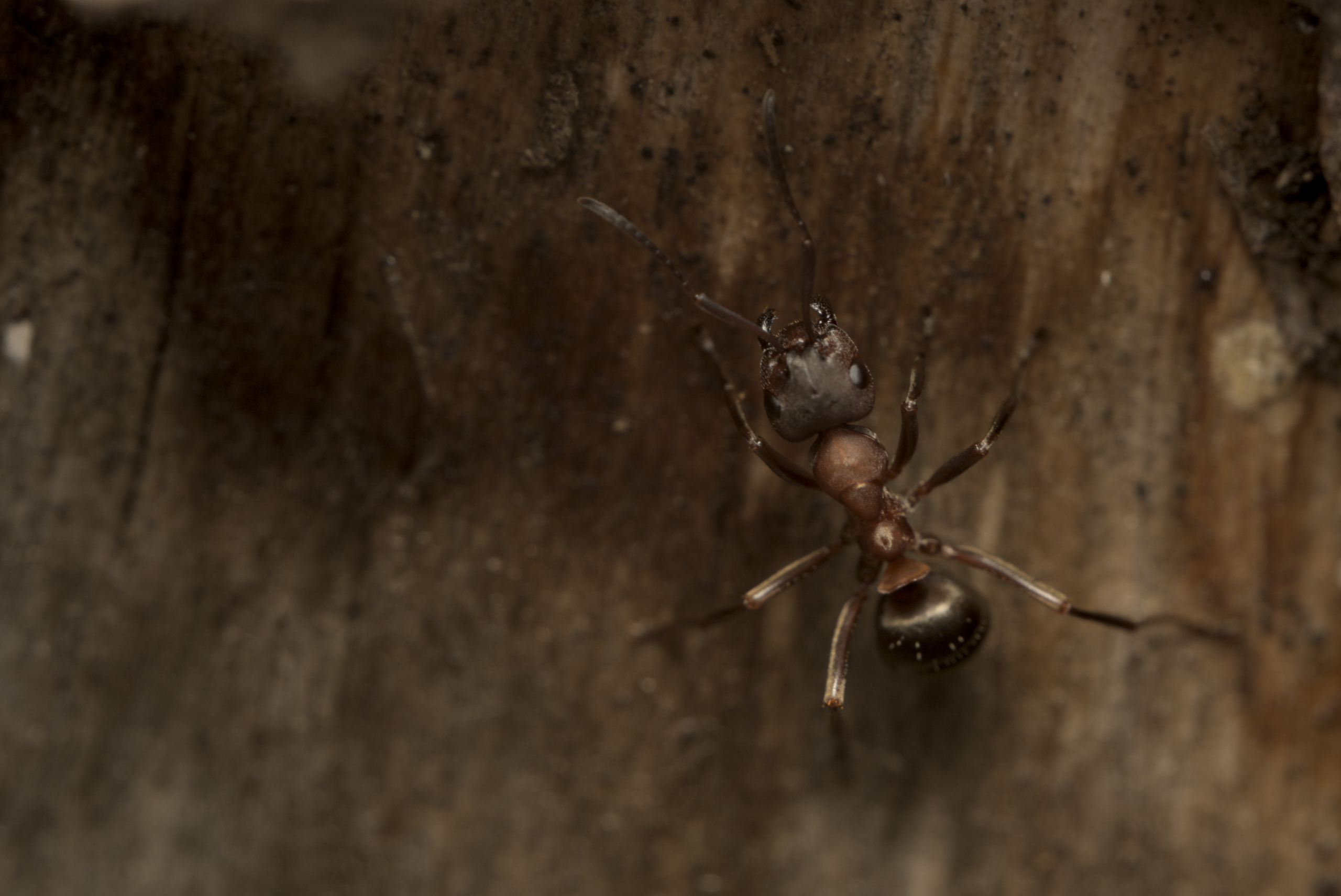 Fourmi en macro sur surface bois