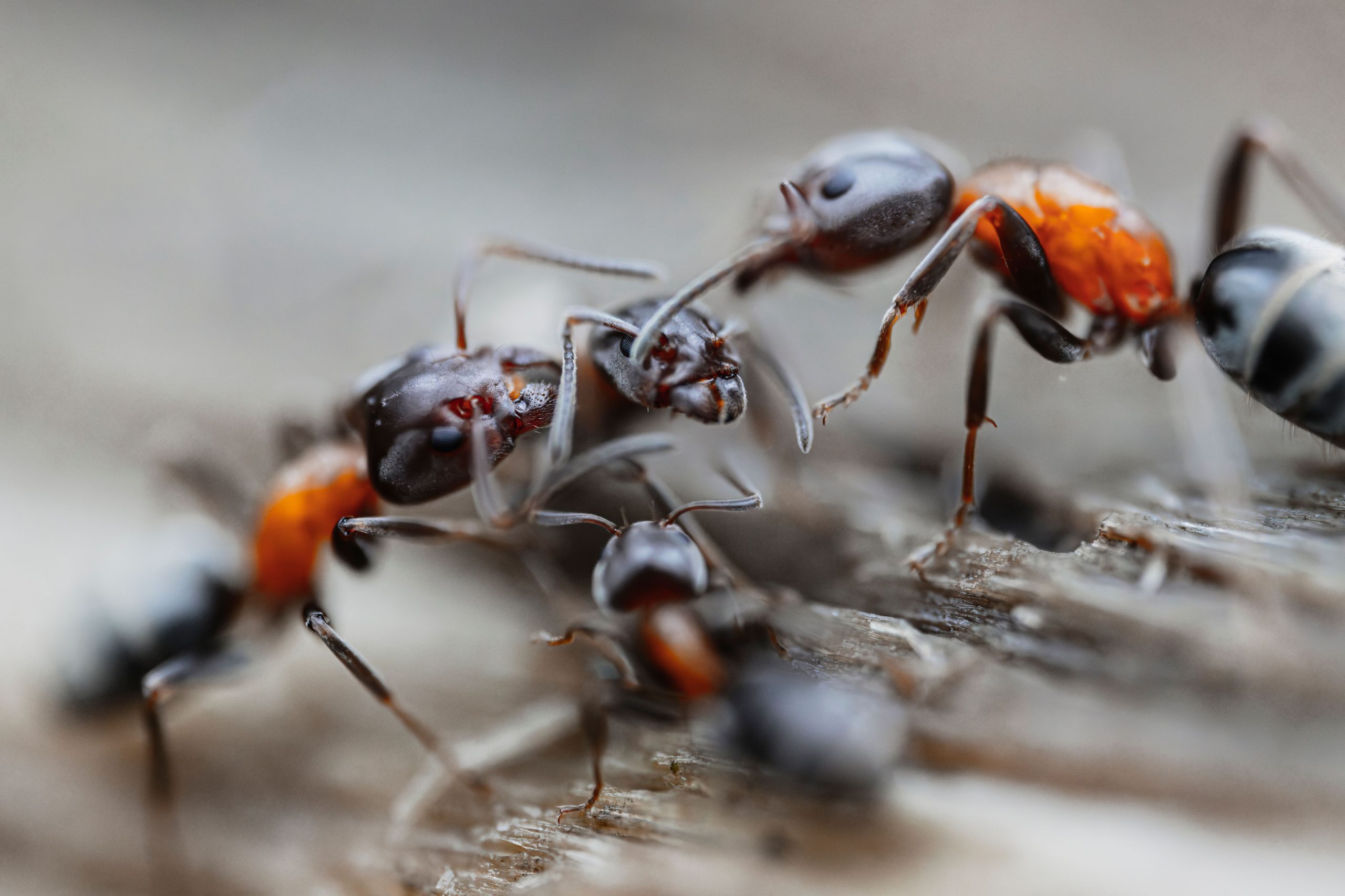 Fourmis bois comportement interaction détail