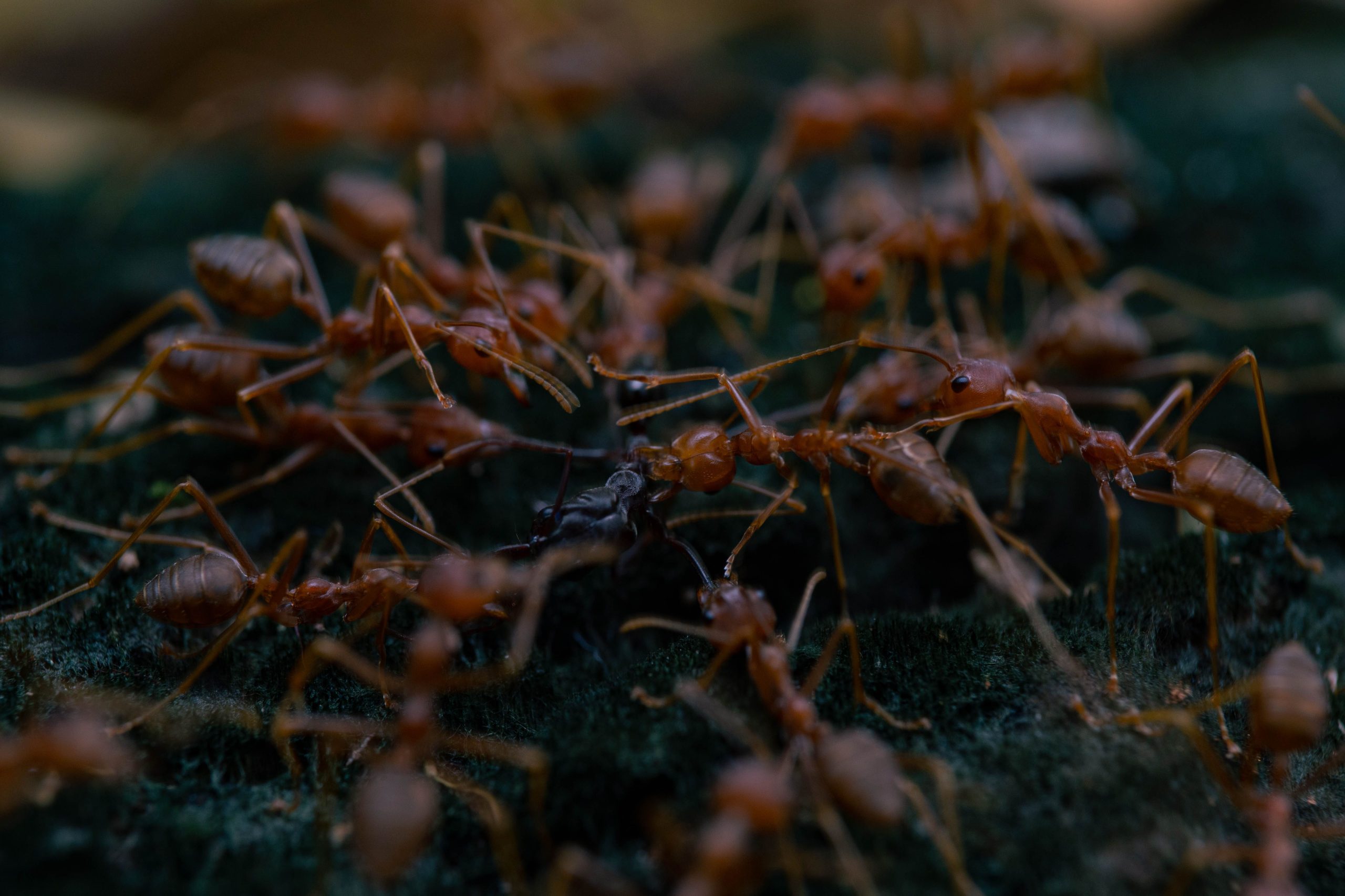Fourmis de feu interagissant sol forêt