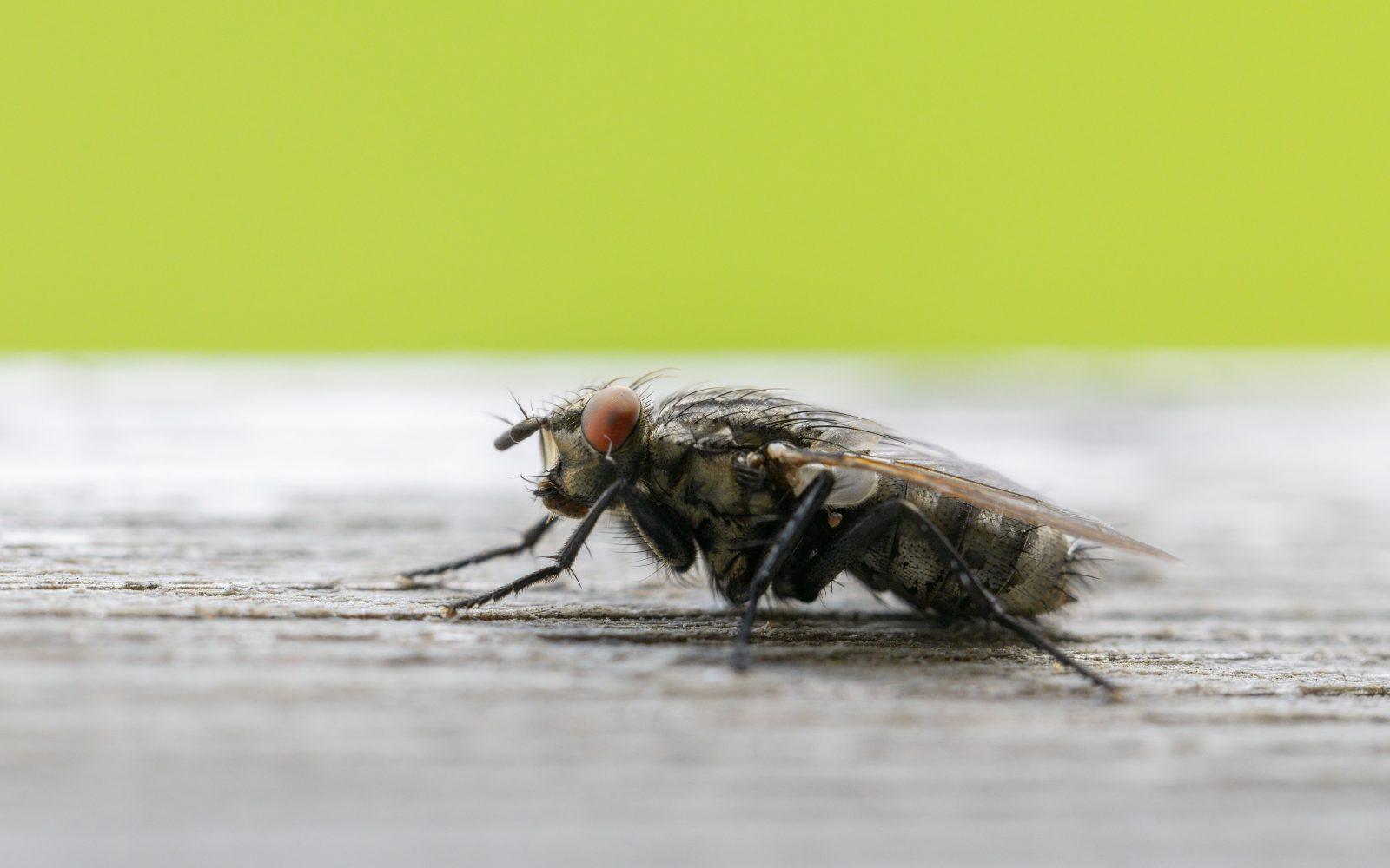 Comment éloigner les mouches naturellement de la maison ?