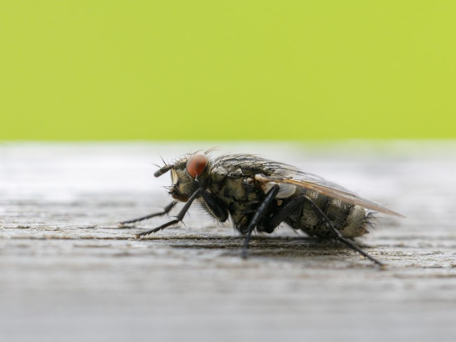 Comment éloigner les mouches naturellement de la maison ?