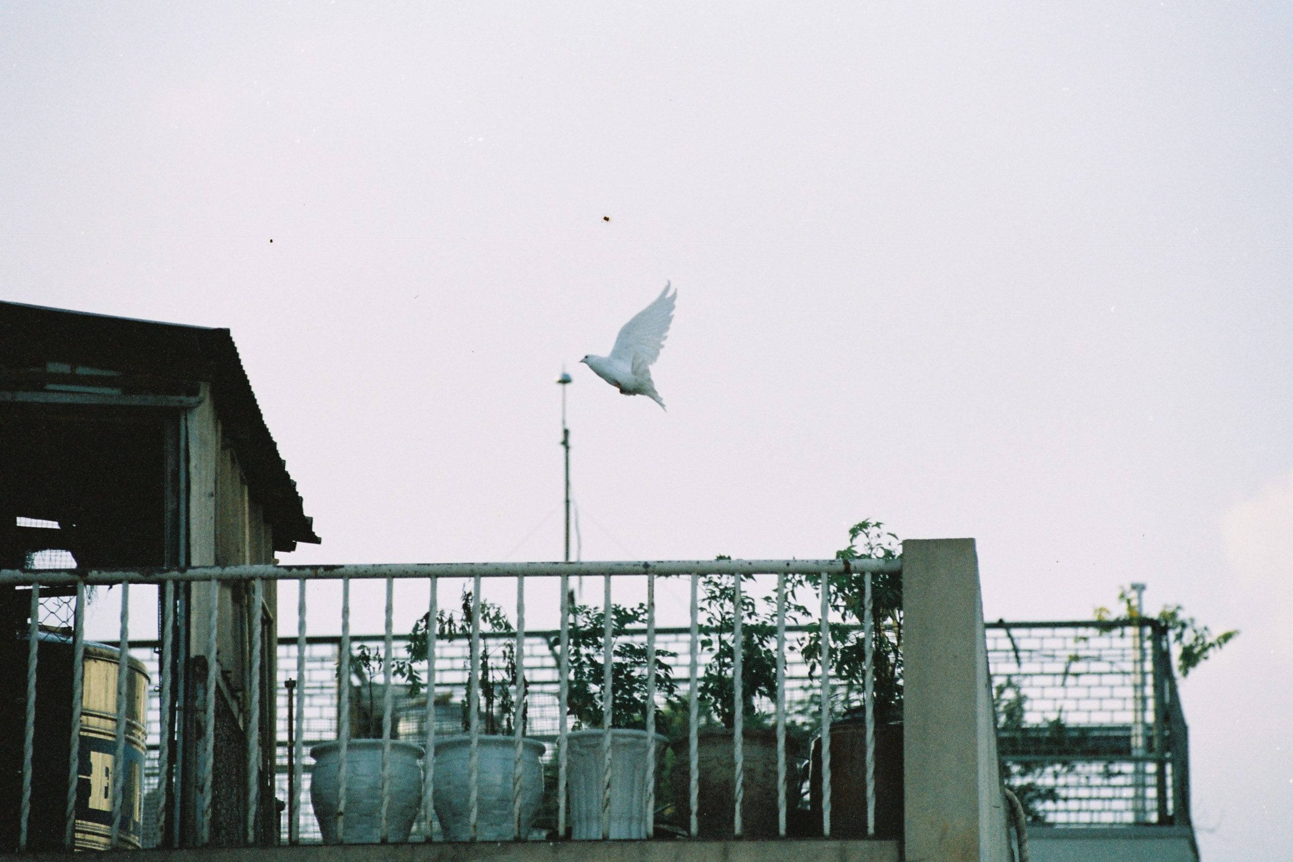 Pigeon blanc survolant un balcon fleuri