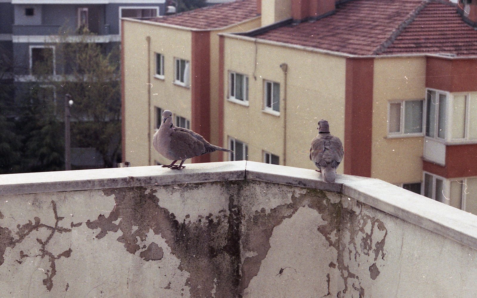 Comment éloigner les pigeons de votre balcon durablement ?