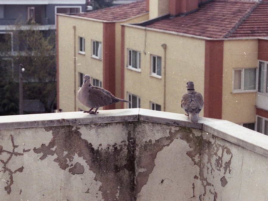 Comment éloigner les pigeons de votre balcon durablement ?