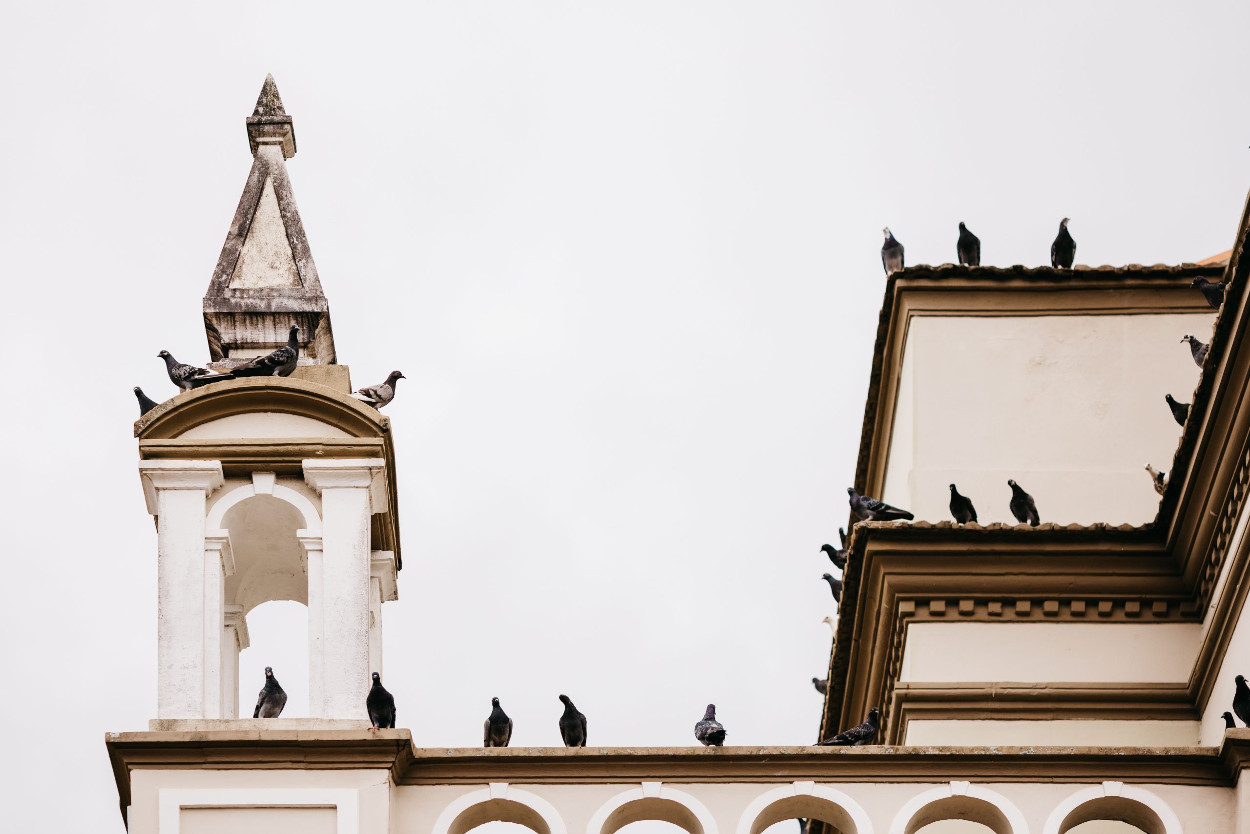 Pigeons perchés sur une corniche sculptée