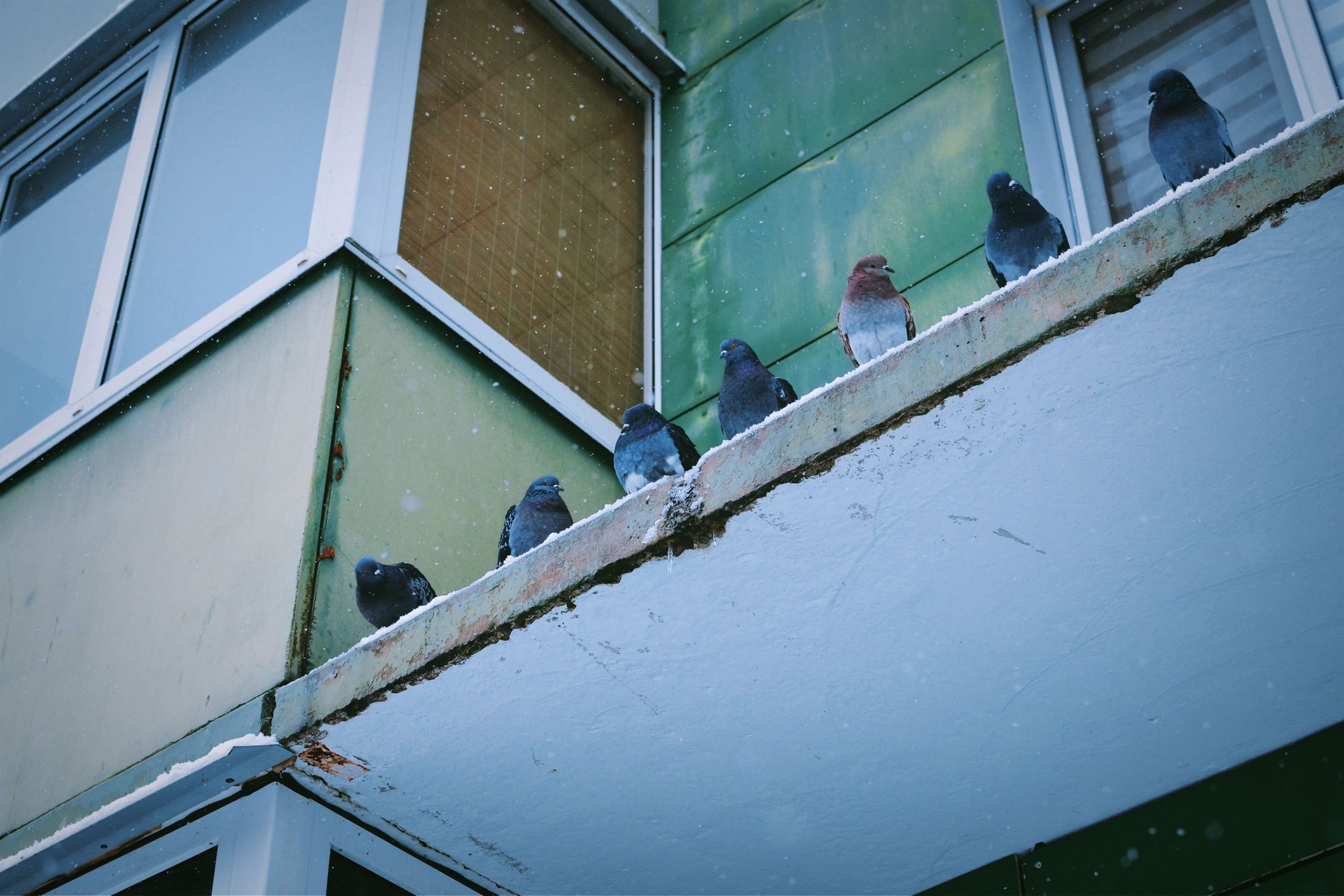 Pigeons groupés sur un rebord enneigé